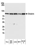 Detection of human Drebrin by western blot.