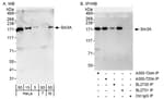 Detection of human and mouse Sin3A by western blot (h&amp;m) and immunoprecipitation (h).