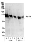 Detection of human Bcl11b by western blot.