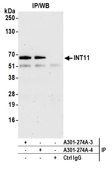 Detection of human INT11 by western blot of immunoprecipitates.