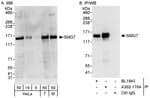 Detection of human and mouse SMG7 by western blot (h&amp;m) and immunoprecipitation (h).