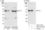 Detection of human and mouse YY1 by western blot (h&amp;m) and immunoprecipitation (h).