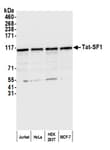 Detection of human Tat-SF1 by western blot.