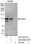 Detection of human ZHX2 by western blot of immunoprecipitates.