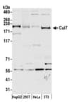 Detection of human and mouse Cul7 by western blot.