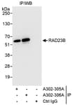 Detection of human RAD23B by western blot of immunoprecipitates.