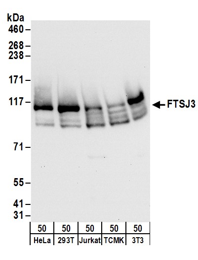 Detection of human and mouse FTSJ3 by western blot.