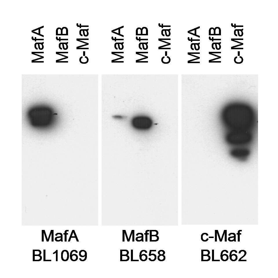 Detection of MafA, MafB and cMaf by western blot.