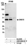 Detection of human SNX15 by western blot of immunoprecipitates.