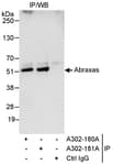 Detection of human Abraxas by western blot of immunoprecipitates.
