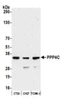 Detection of mouse PPP4C by western blot.