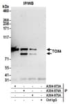 Detection of human TOX4 by western blot of immunoprecipitates.