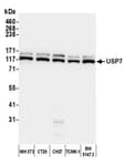 Detection of mouse USP7 by western blot.