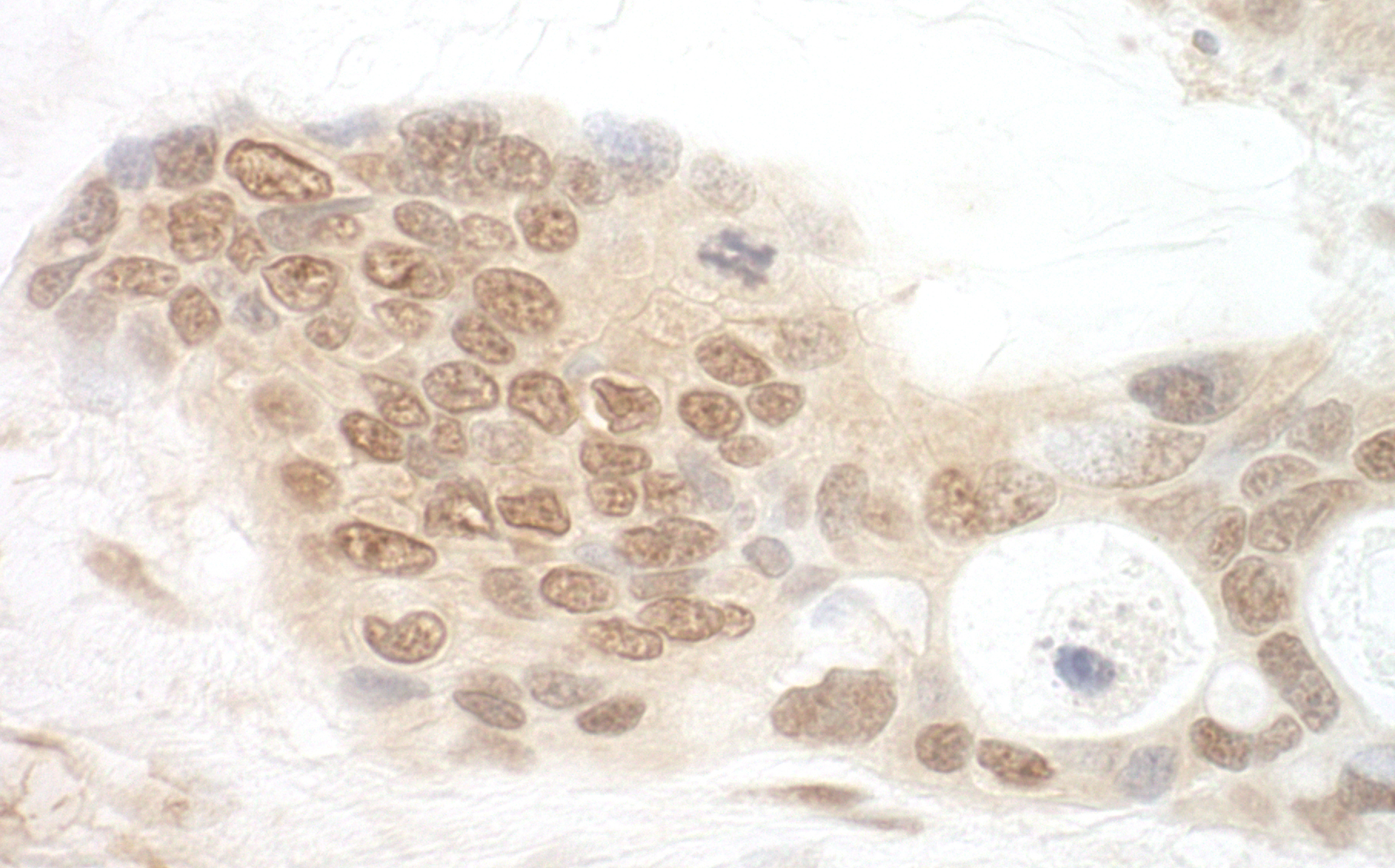 Rabbit anti-APC7 IHC Antibody