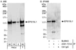 Detection of human EPS15L1 by western blot and immunoprecipitation.