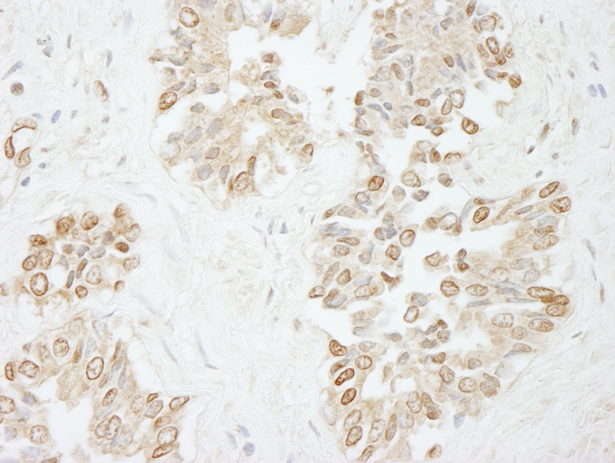 Rabbit anti-Pol Lambda IHC Antibody