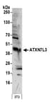 Detection of mouse ATXN7L3 by western blot.