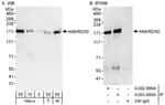 Detection of human and mouse ANKRD50 by western blot (h&amp;m) and immunoprecipitation (h).