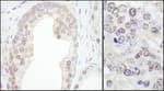 Detection of human and mouse TRIM33/TIF1gamma by immunohistochemistry.
