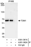 Detection of human TOM1 by western blot of immunoprecipitates.