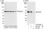 Detection of human and mouse PSMD3 by western blot (h and m) and immunoprecipitation (h).