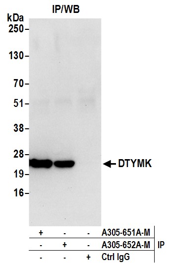 Detection of human DTYMK by western blot of immunoprecipitates.