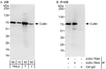 Detection of human Coilin by western blot and immunoprecipitation.