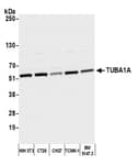 Detection of mouse TUBA1A by western blot.