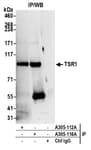 Detection of human TSR1 by western blot of immunoprecipitates.