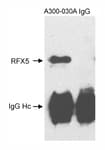 Detection of human RFX5 by immunoprecipitation followed by western blot.