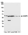 Detection of human and mouse CASP9 by western blot.
