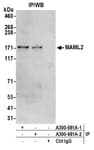 Detection of human MAML2 by western blot of immunoprecipitates.