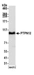 Detection of mouse PTPN12 by western blot.