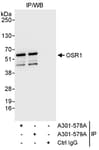 Detection of human OSR1 by western blot of immunoprecipitates.