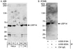 Detection of human and mouse USP14 by western blot (h&amp;m) and immunoprecipitation (h).