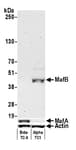 Detection of mouse MafB by western blot.