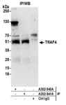 Detection of human TRAF4 by western blot of immunoprecipitates.