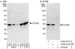 Detection of human and mouse OTUB1 by western blot (h&amp;m) and immunoprecipitation (h).
