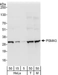 Detection of human and mouse PSMA3 by western blot.