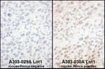 Detection of mouse eIF6 by immunohistochemistry.