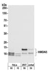 Detection of human HMGN3 by western blot.