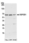 Detection of human OGFOD1 by western blot.