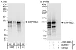 Detection of human CWF19L2 by western blot and immunoprecipitation.