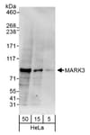 Detection of human MARK3 by western blot.