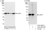 Detection of human LASP1 by western blot and immunoprecipitation.
