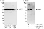Detection of human and mouse LARP7 by western blot (h and m) and immunoprecipitation (h).