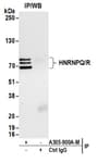 Detection of human HNRNPQ/R by western blot of immunoprecipitates.