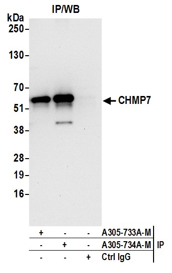 Detection of human CHMP7 by western blot of immunoprecipitates.