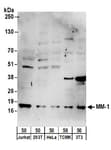 Detection of human and mouse MM-1 by western blot.