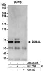Detection of human DUS3L by western blot of immunoprecipitates.